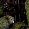 Paul Nevin Kakapo and Takahe travel Two Kakapo